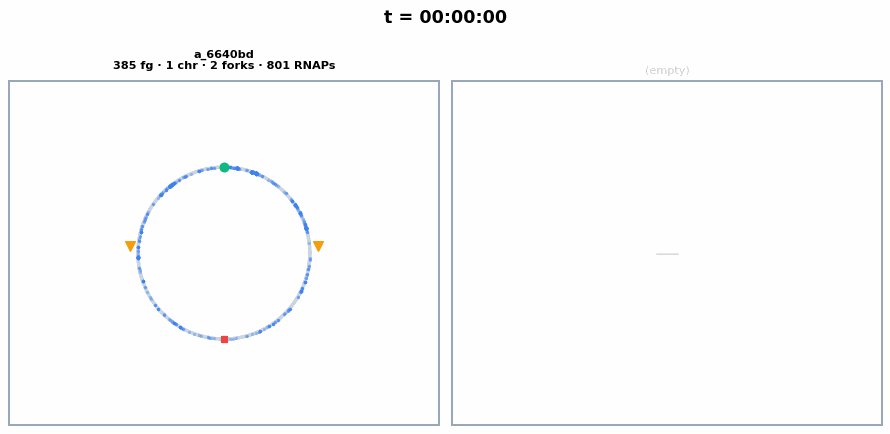 Chromosome state over time